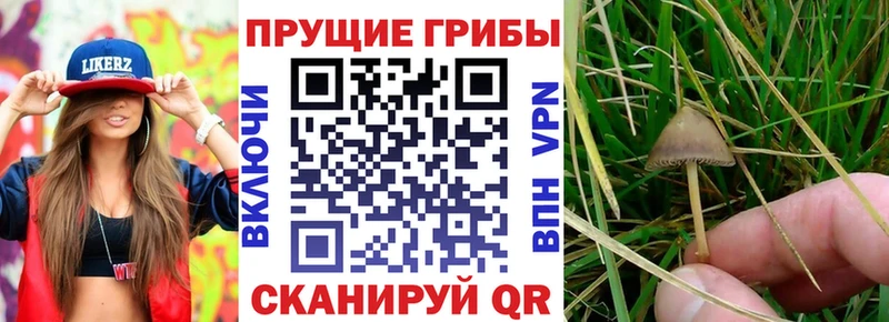 Галлюциногенные грибы Cubensis  где купить   МЕГА ссылка  Славгород 